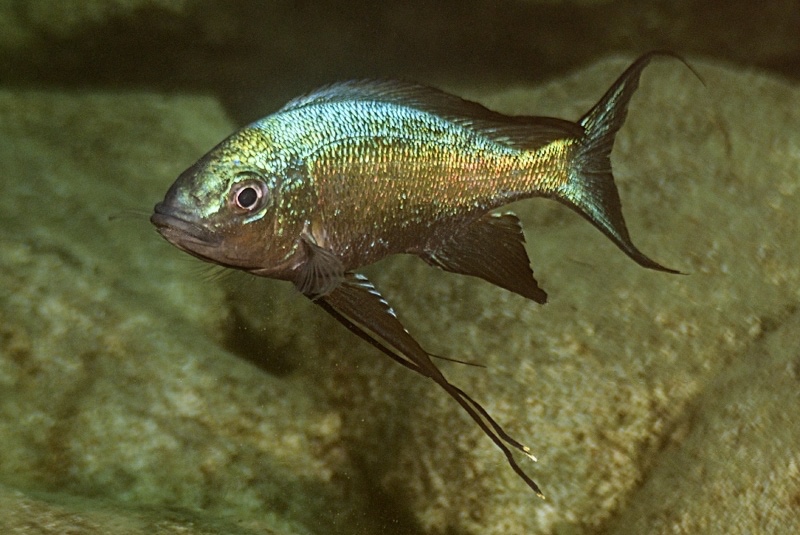 Cyathopharynx sp. 'green flush' Titcha